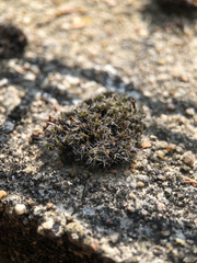 Grimmia pulvinata