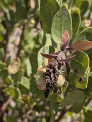 Arctostaphylos catalinae