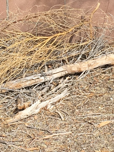 iNaturalist observation photo of Western Side-blotched Lizard