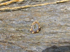 Patella ulyssiponensis