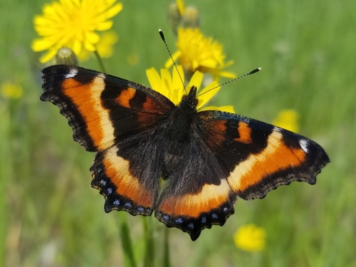 Milbert's Tortoiseshell photo 6