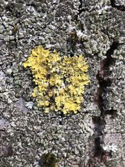 Phaeophyscia orbicularis