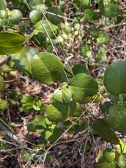 Ribes viburnifolium