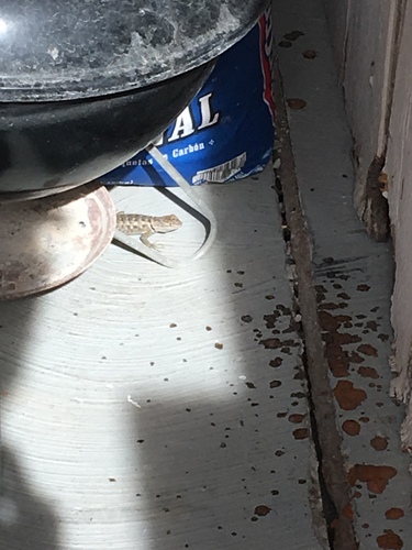 iNaturalist observation photo of Desert Spiny Lizard