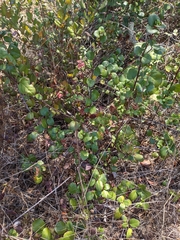 Ribes viburnifolium