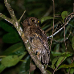 Megascops atricapilla