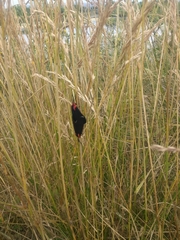 Ctenucha rubroscapus