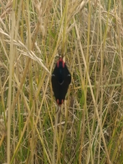 Ctenucha rubroscapus