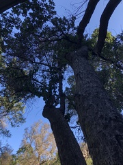 Archidasyphyllum excelsum