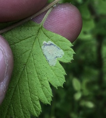 Phyllonorycter holodisci