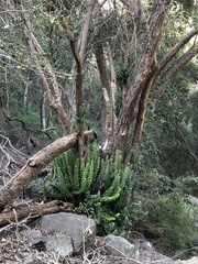 Archidasyphyllum excelsum