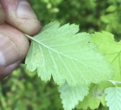 Phyllonorycter holodisci