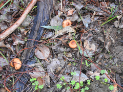 Cortinarius abnormis