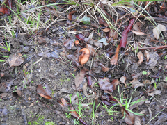 Cortinarius abnormis