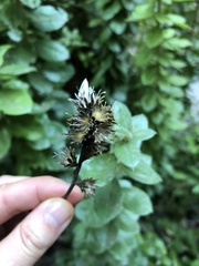 Archidasyphyllum excelsum