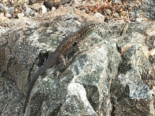 iNaturalist observation photo of Western Side-blotched Lizard