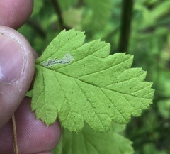 Phyllonorycter holodisci