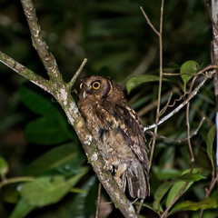 Megascops atricapilla