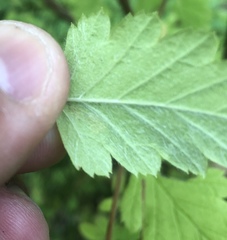 Phyllonorycter holodisci
