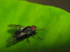 Stratiomyomorpha