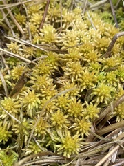 Sphagnum subsecundum