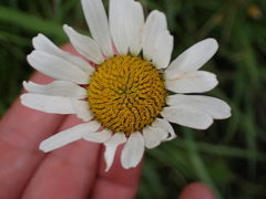 Leucanthemum