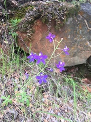 Delphinium patens