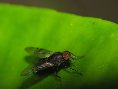 Stratiomyomorpha