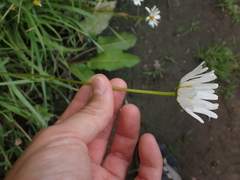 Leucanthemum