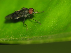Stratiomyomorpha
