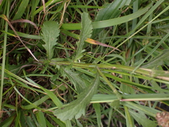 Leucanthemum