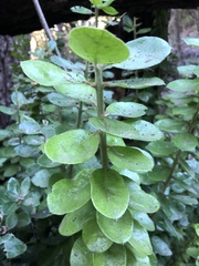 Archidasyphyllum excelsum