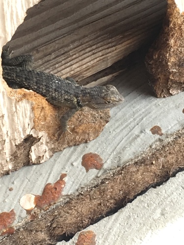 iNaturalist observation photo of Desert Spiny Lizard