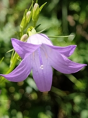 Campanula rapunculus