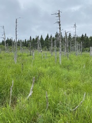 Sphagnum subsecundum