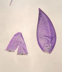 Sphagnum subsecundum