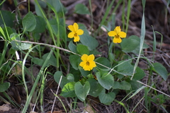 Viola pedunculata