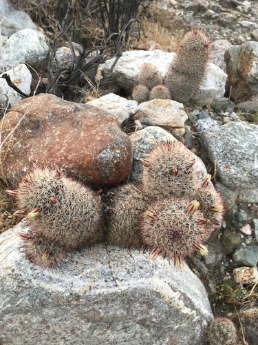 iNaturalist observation photo of Peninsular fishhook cactus