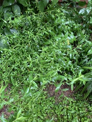 Symphyotrichum