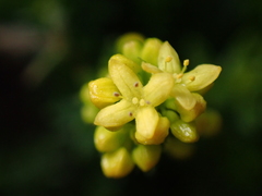 Galium arenarium