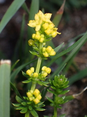 Galium arenarium