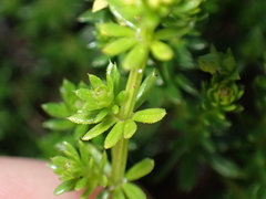 Galium arenarium