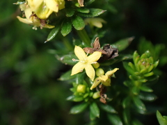 Galium arenarium