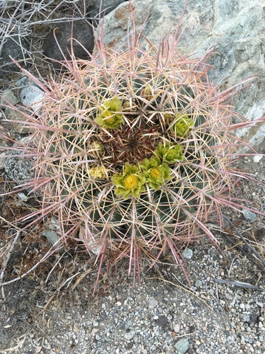iNaturalist observation photo of California Barrel Cactus