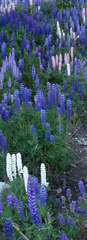 Lupinus polyphyllus
