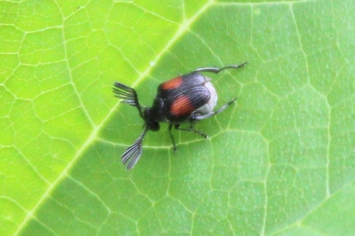 Red Megacerus photo 5