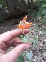 Lonicera arizonica