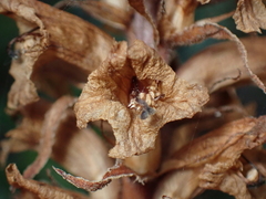 Orobanche amethystea