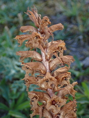 Orobanche amethystea
