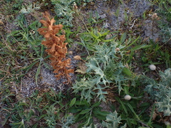Orobanche amethystea